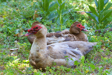 Two The Muscovy Ducks (Cairina moschata) resting in green foliage. The domestic breed, Cairina moschata domestica, is commonly known in Spanish as the pato criollo.