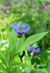 Cornflowers among the greenery in the flowerbed in summer