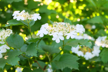 Flowering branch of a viburnum on a bush in the spring