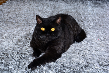 black cat is lying on the carpet in the house