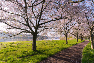 快晴の朝に平筒沼に咲く桜並木