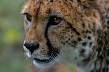 A cheetah stares at something out of shot. The large dark “tear drop” facial markings is one of the many ways to identify this as a cheetah and not a leopard.