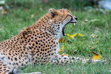 A cheetah yawning
