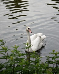 Łabędź © Iwona