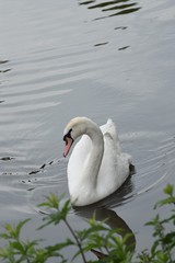 Łabędź © Iwona