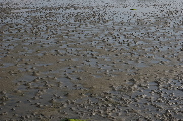 Wattwurmhäufchen auf Ostseehaffboden