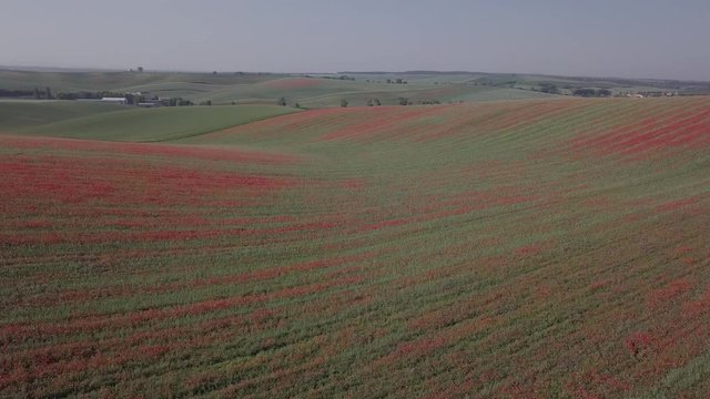 Aerial panorama of blooming red poppy flowers fields in South Moravia hills, Czech Republic at spring. Original untouched LOG format.
