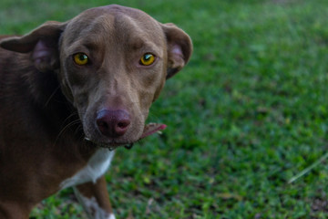 Olhar Sincero de um Cachorro