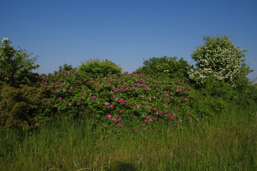 Fototapeta premium Wildrosenhecke auf Fehmarn
