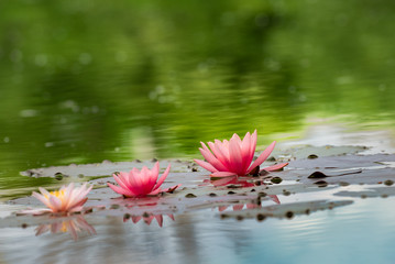 3 beautiful pink water lilies in the lake surrounded by reeds