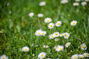 Soft white daisies bloom in summer