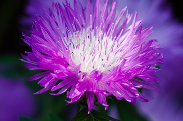 Purple flowers cornflower grow outdoors in the field
