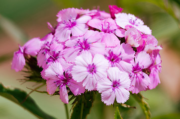 Multi-colored flowers of turkish carnation look good
