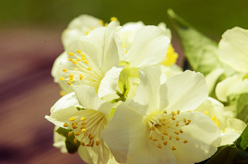 A fragrant branch of white jasmine in the fresh air