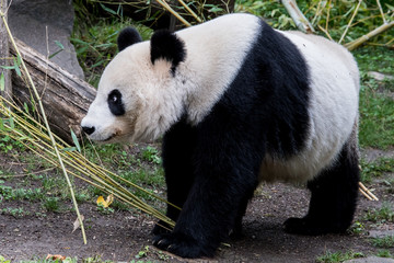 A female giant panda walks with her head down.