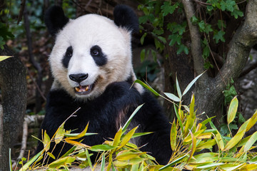 A female panda sits eating bamboo