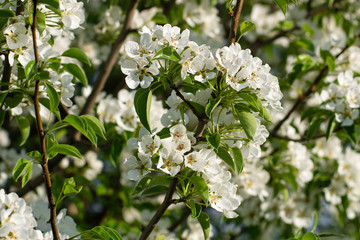 Blossom of wild pear close-up