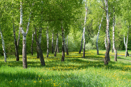 Fototapeta Landscape with birch trees and dandelion flowers