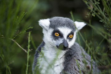 lemur