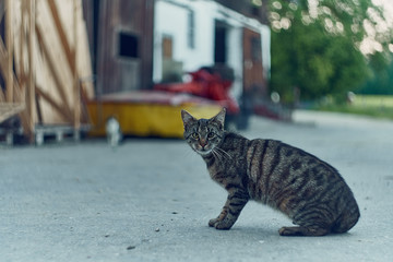 Sweet little cat on a farm in bavaria