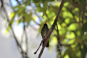 colibri © roselosfoto