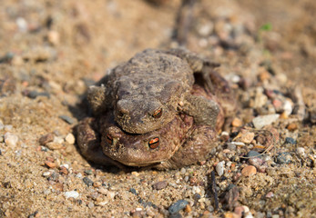 Coupling frogs on sand-gravel path
