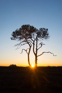 Pinus sylvestris - My sunrise tree