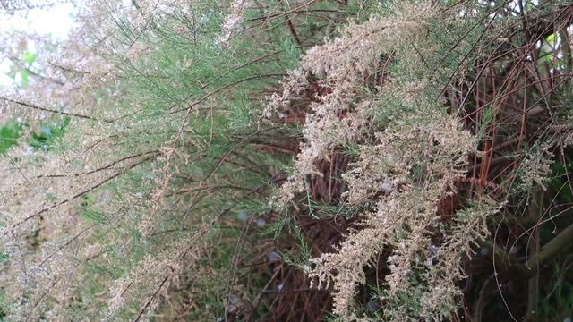 pollen and tree