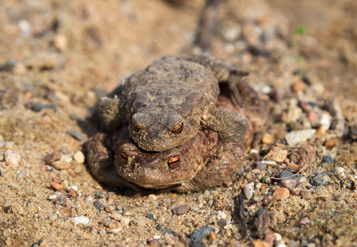 Coupling frogs on sand-gravel path
