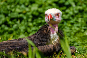 Young White Headed Vulture lies in the grass and sees something interesting