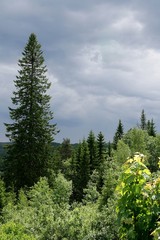 Dark sky over a Norwegian forest in spring