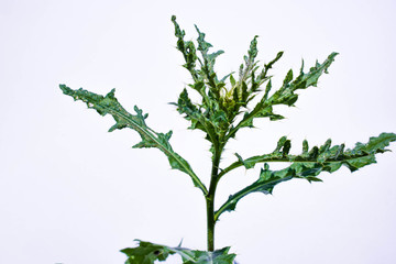 thistle on a white background