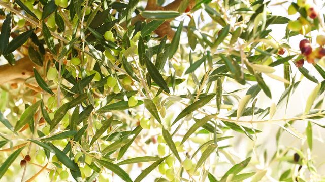 Green olives hang on branches tree. Young olive plant growth. Season nature 4K