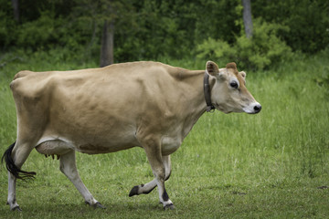 Pedigree Jersey Cow Trotting Back to Byre