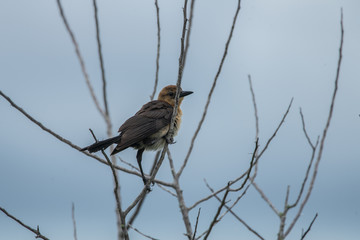 black whiskered vireo is perched high on a windy day