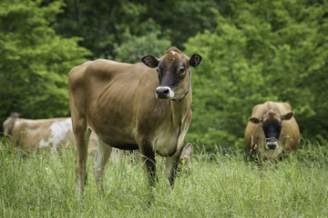 Pedigree Jersey Cow with Black Face