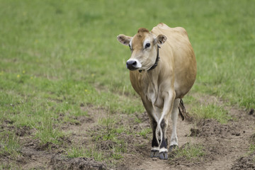 Pedigree Jersey Cow