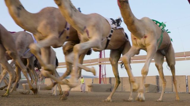Camel race in slow motion. camel running. DOHA. Qatar. Camel race. Camel run. camel in emirates. 