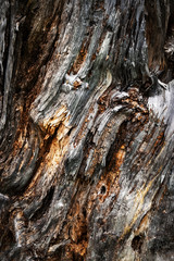 detail on rotten wood