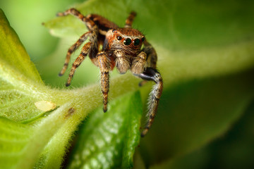 Jumping spider and the little aphis on the nice green leaf
