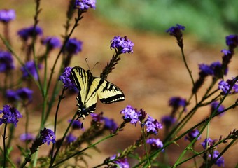 Butterfly on Lavender Plant 9862017