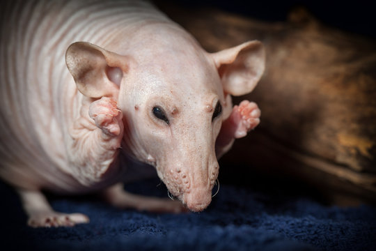 Ugly Rat Images – Browse 1,226 Stock Photos, Vectors, and Video | Adobe  Stock