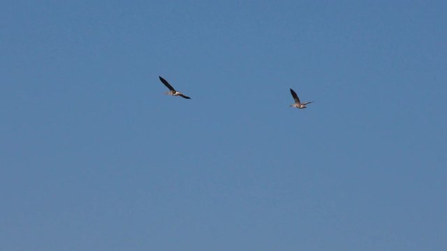 A pair of wild geese flying in the sky. Migratory birds in flight.