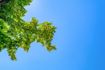 Fototapeta premium Green Tree Top Seen From Below With Blue Sky
