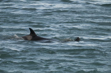 Fototapeta premium Orca attacking sea lions, Patagonia Argentina