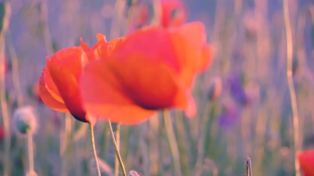 Poppy flowers with cornflowers on the background at sunset