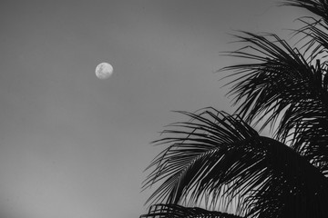 tropical atardecer 