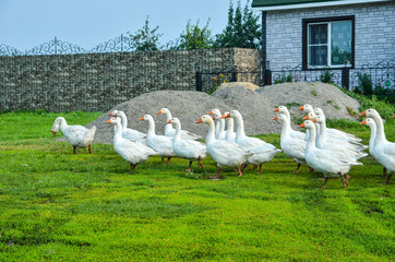 a flock of geese walking on a lawn