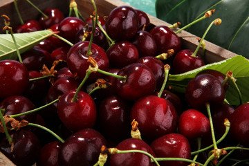 Cherry. Red fresh bunch of cherries on the table