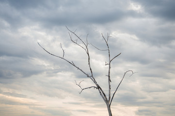 tree branches grow to the sky